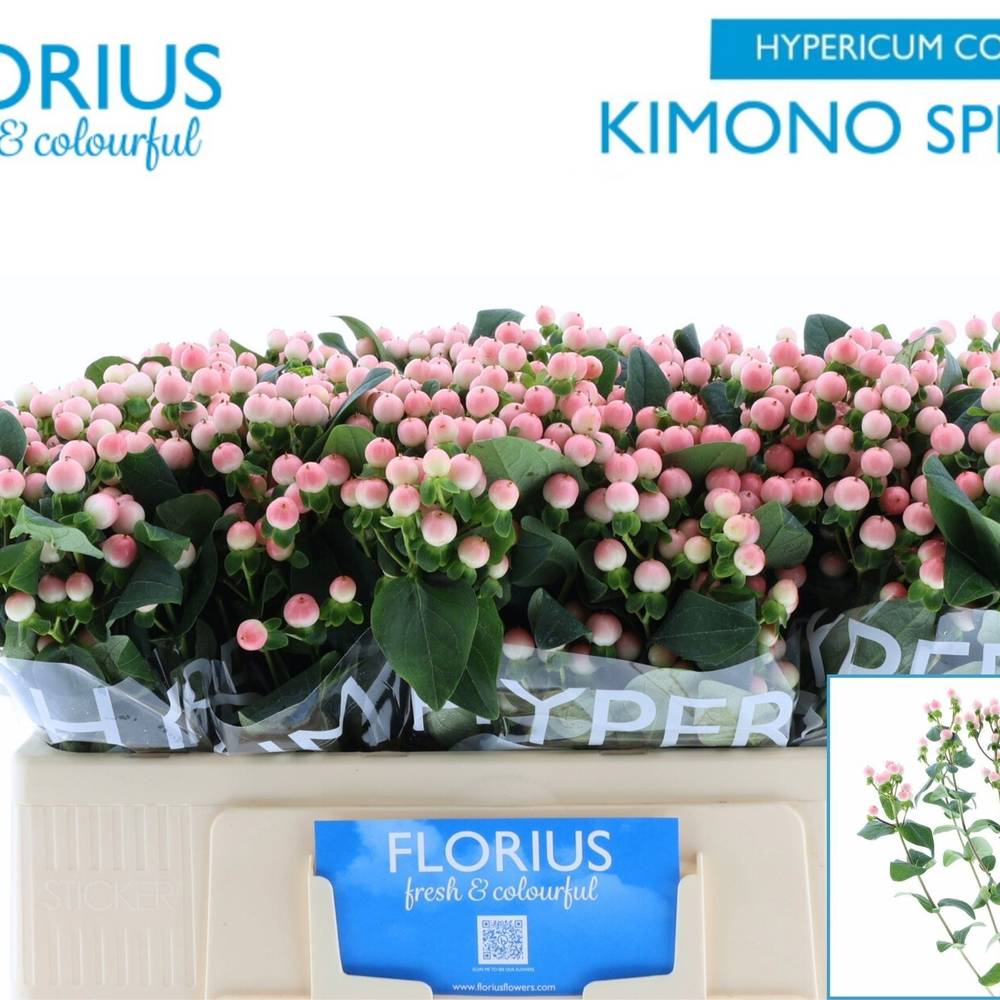 Hypericum rosa verzweigt Coco Kimono 50cm