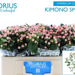 Hypericum rosa verzweigt Coco Kimono 50cm