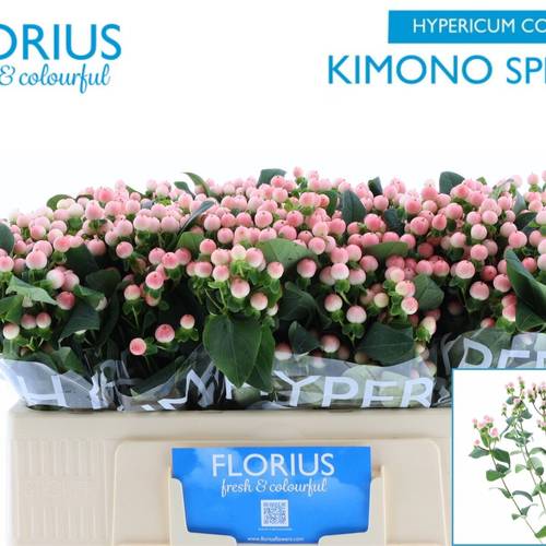 Hypericum rosa verzweigt Coco Kimono 50cm