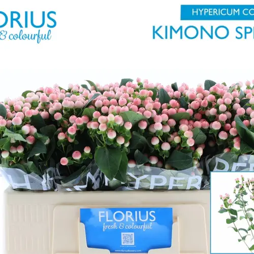 Hypericum rosa verzweigt Coco Kimono 50cm