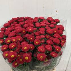 Aster rot Verzweigt 70cm
