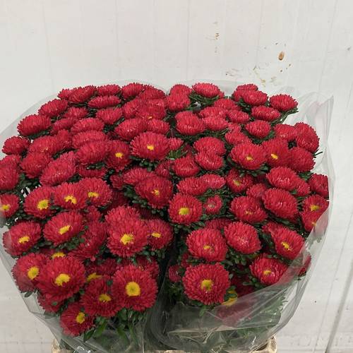 Aster rot Verzweigt 70cm