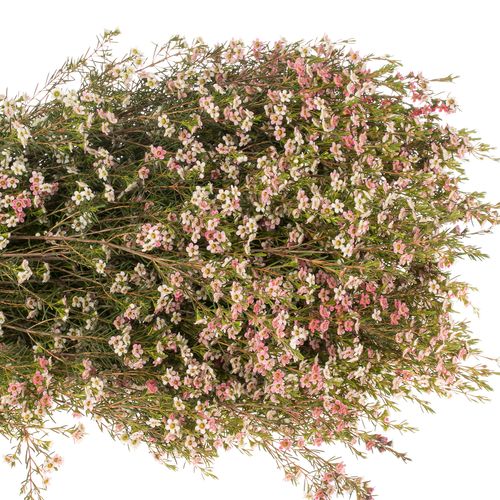 Wachsflower rot/creme Sw Sixteen 70 Gr 70cm