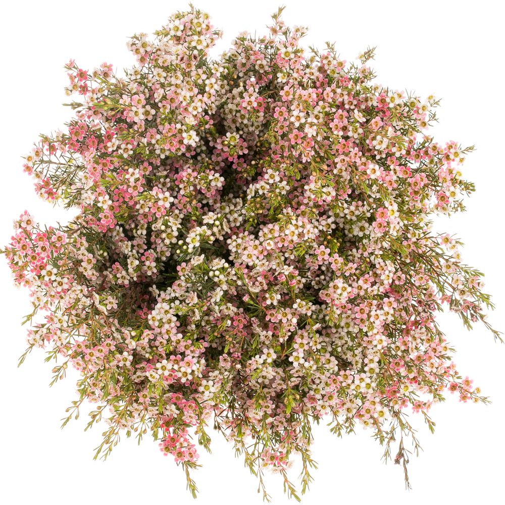 Wachsflower rot/creme Sw Sixteen 70 Gr 70cm