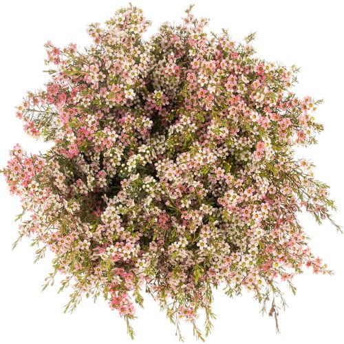 Wachsflower rot/creme Sw Sixteen 70 Gr 70cm
