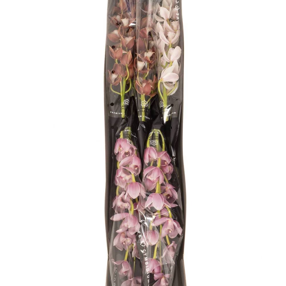 Mini Cymbidium mix Muttertag 60cm 12+Blüte