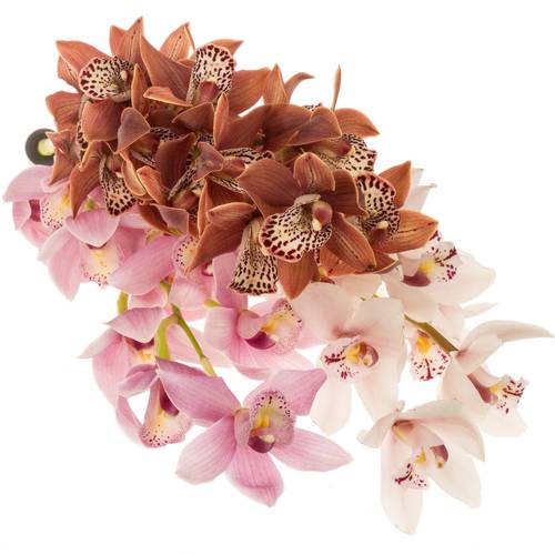 Mini Cymbidium mix Muttertag 60cm 12+Blüte