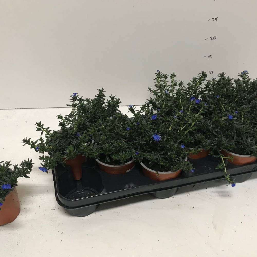 Lithodora blau T10,5 H018