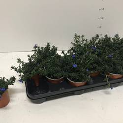 Lithodora blau T10,5 H018