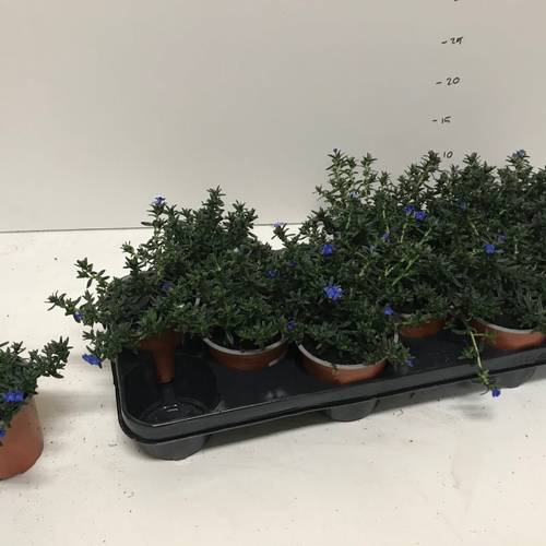 Lithodora blau T10,5 H018