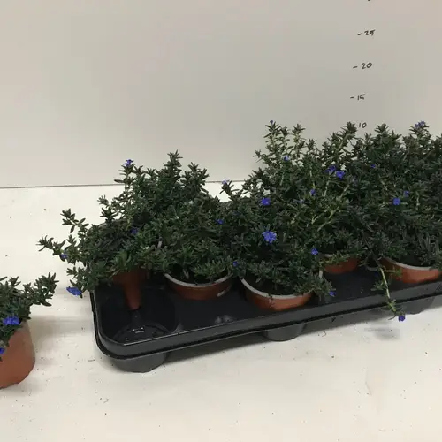 Lithodora blau T10,5 H018