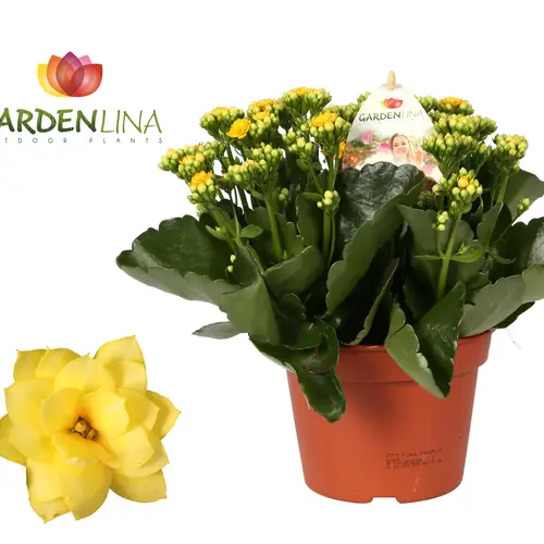 Kal.Gef.gelb Gardenlina T15 H027