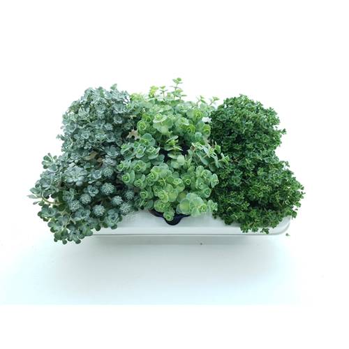 Sedum mix T10,5 H16
