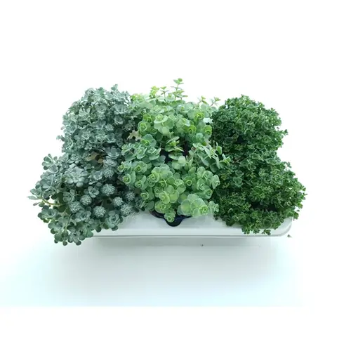 Sedum mix T10,5 H16