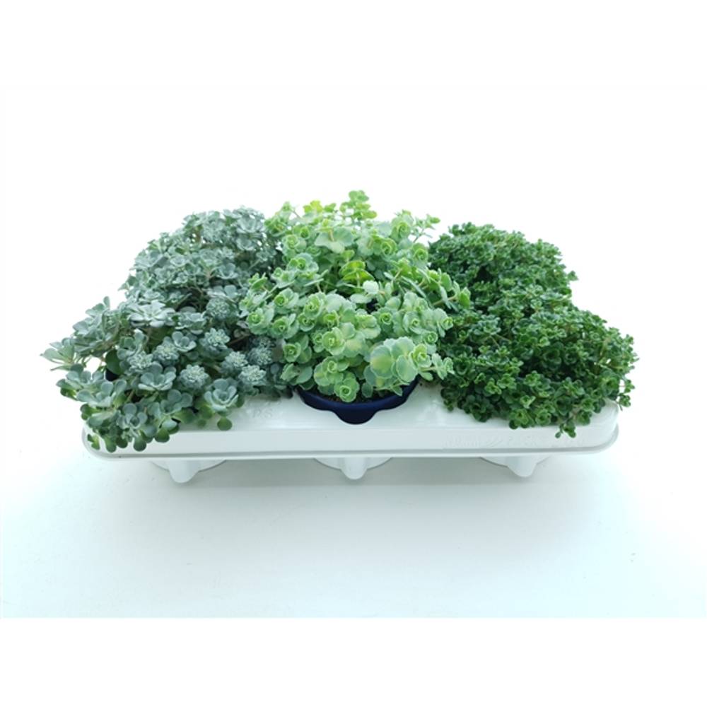Sedum mix T10,5 H16