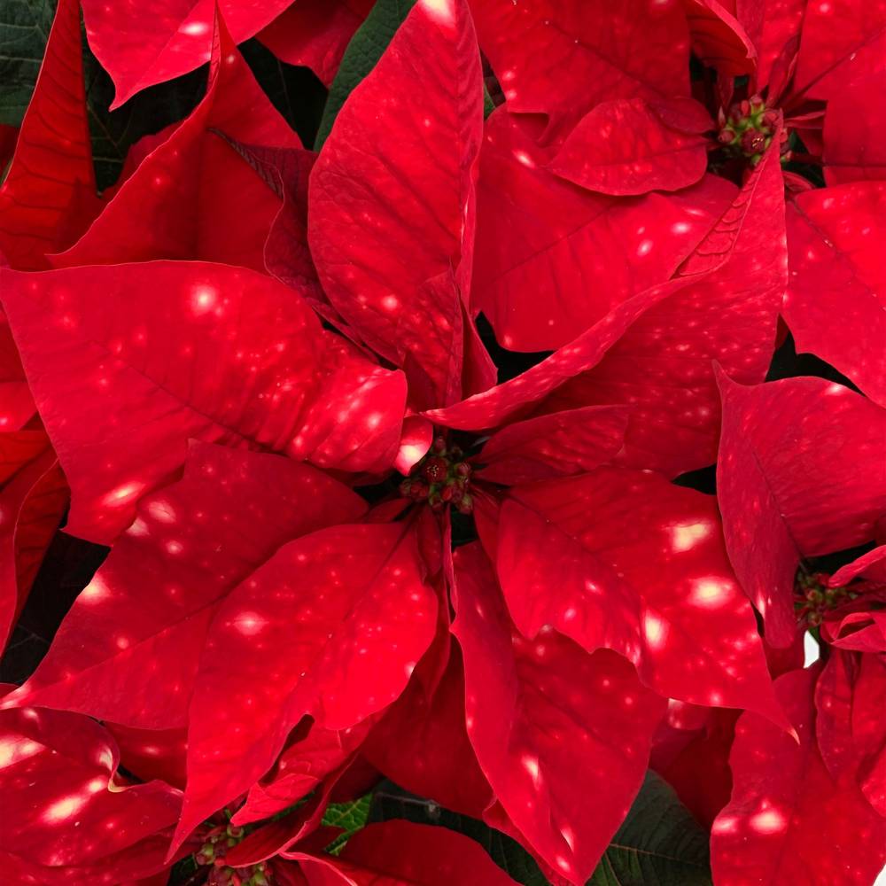 Poinsettia rot Skystar 12+Blüte T19 H050