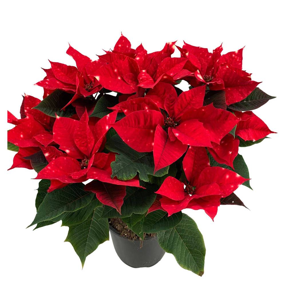Poinsettia rot Skystar 12+Blüte T19 H050
