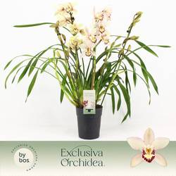 Cymbidium 5-R Little Stef T14 H060