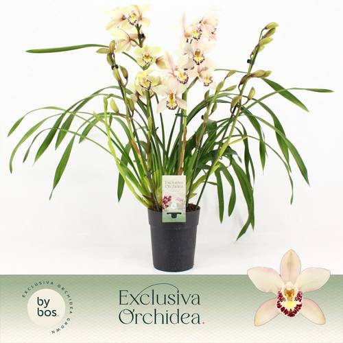 Cymbidium 5-R Little Stef T14 H060