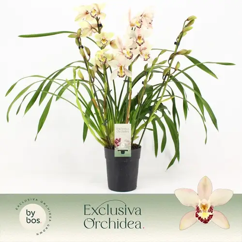 Cymbidium 5-R Little Stef T14 H060