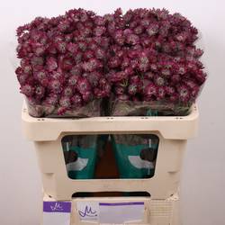 Astrantia fuchsia Star Of Desire 50cm