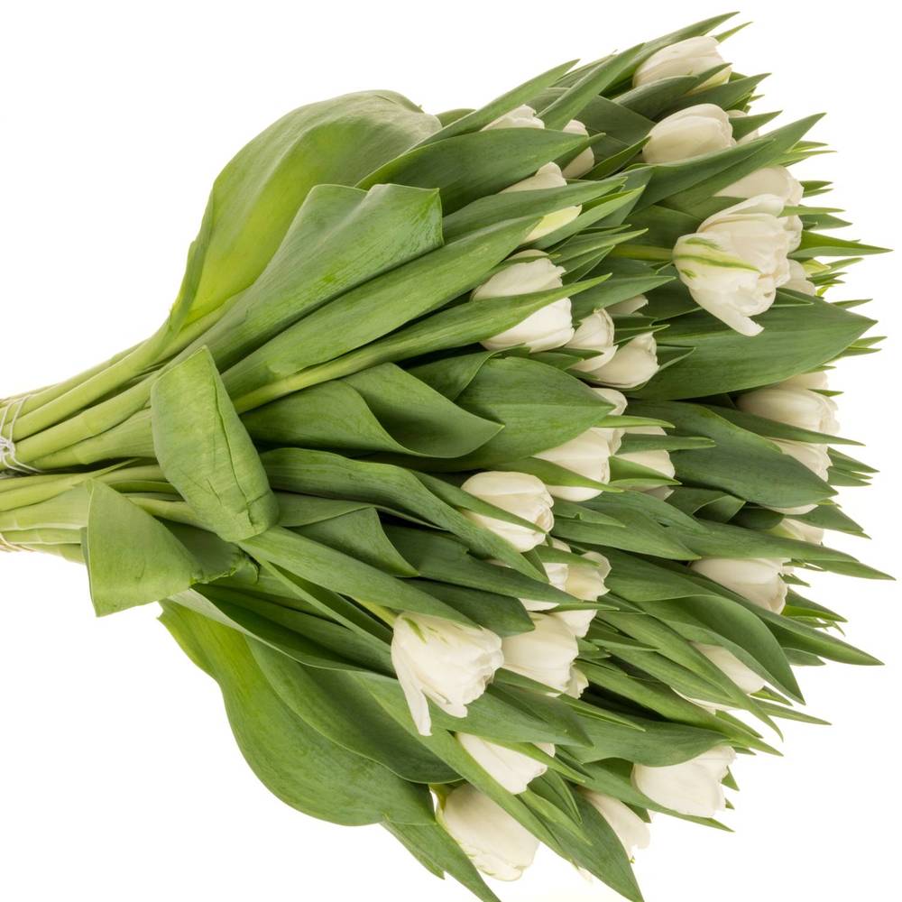 Tulpe weiss doppel Maiko San 40 Gramm