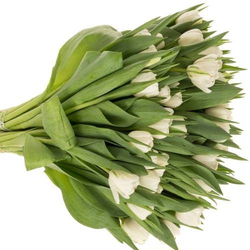 Tulpe weiss doppel Maiko San 40 Gramm