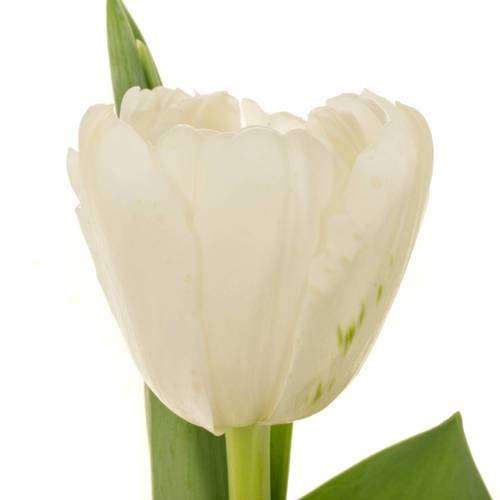 Tulpe weiss doppel Maiko San 40 Gramm