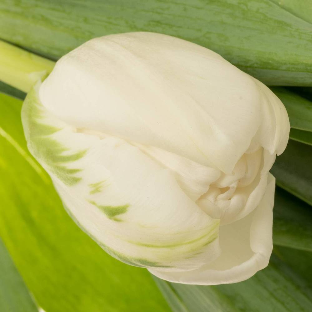 Tulpe weiss doppel Maiko San 40 Gramm