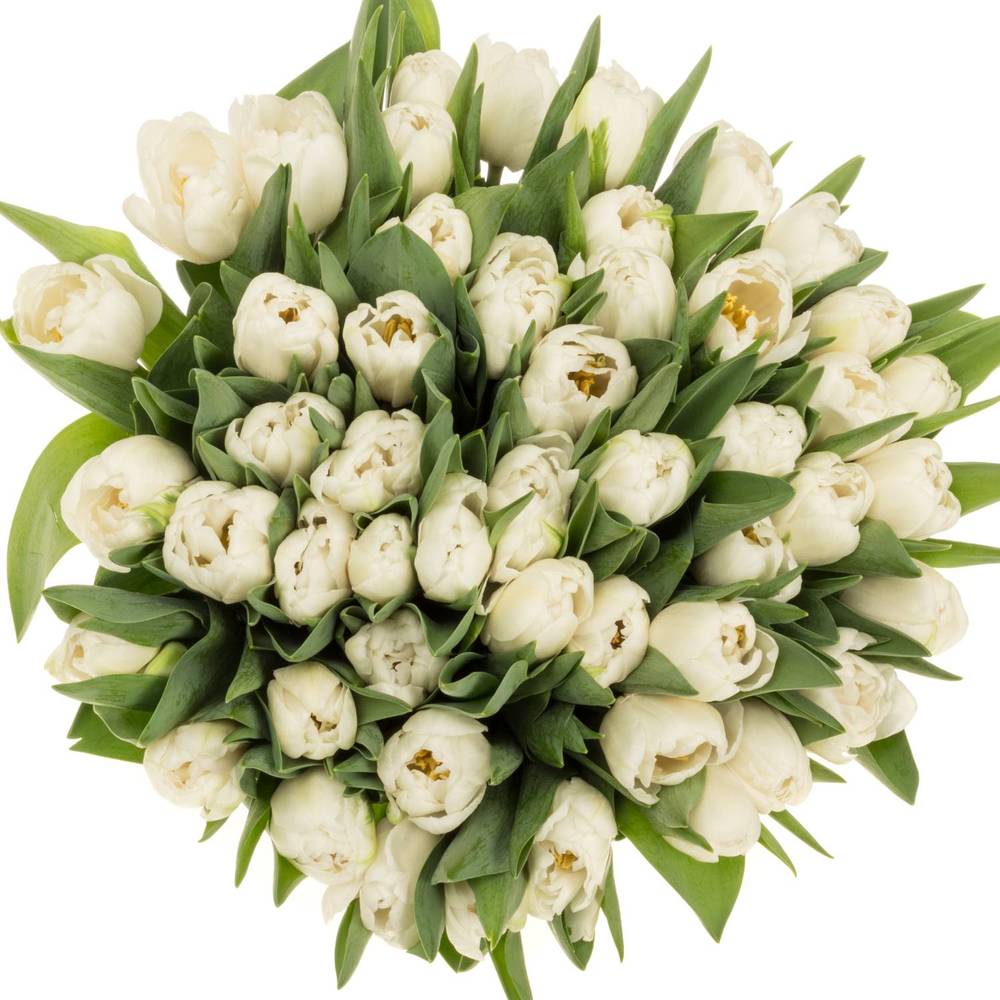 Tulpe weiss doppel Maiko San 40 Gramm