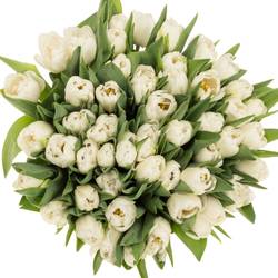 Tulpe weiss doppel Maiko San 40 Gramm