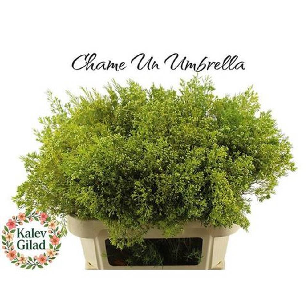 Wachsflower grün Bear Umbrella 110 Gramm 80cm