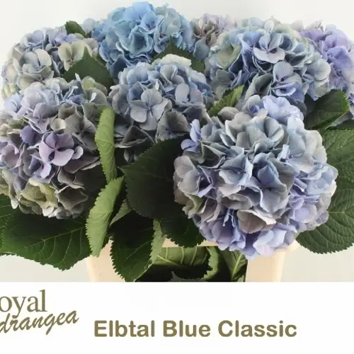 Hortensie blauhell grün Elbtal classic Bol 22cm 80cm