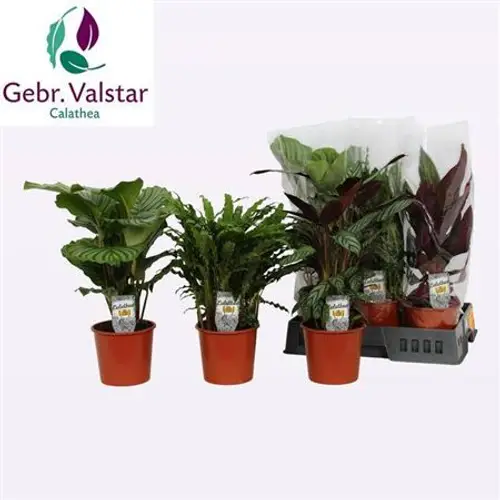 Calathea mix Schnapch. von Uhr T17 H45