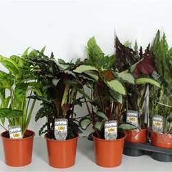Calathea mix Schnapch. von Uhr T17 H050