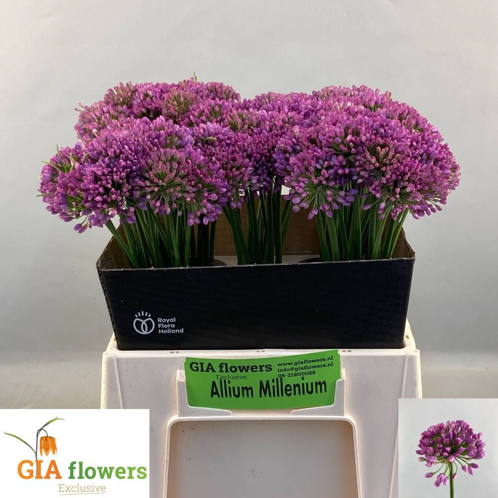 Allium lila Milennium 40cm