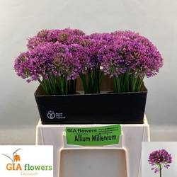 Allium lila Milennium 40cm