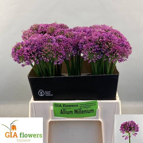 Allium lila Milennium 40cm
