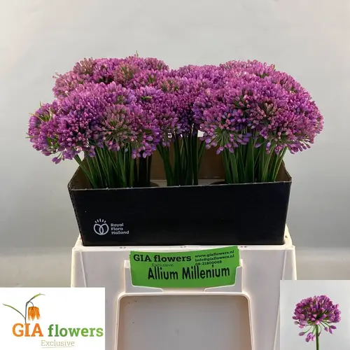 Allium lila Milennium 40cm