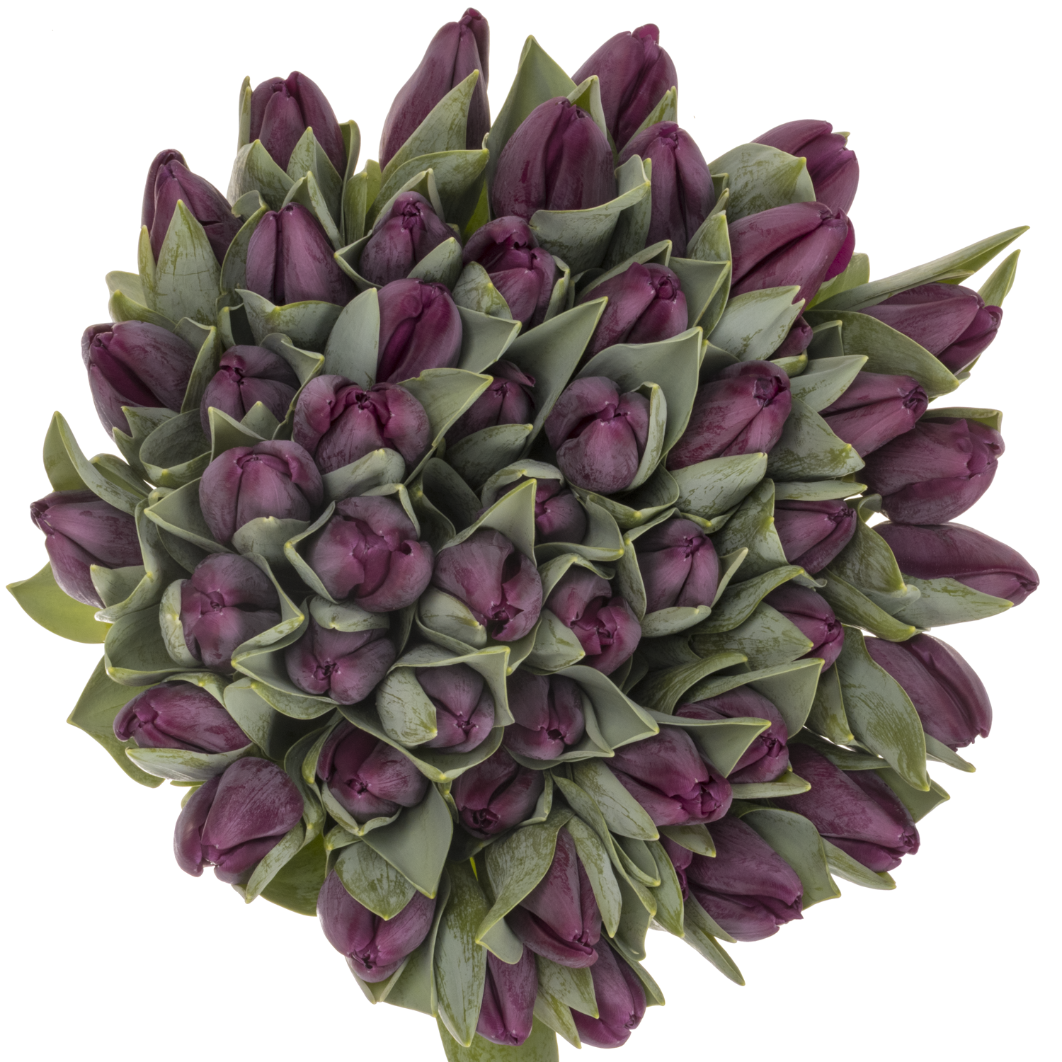 Tulpe lila Bullit 28 Gramm