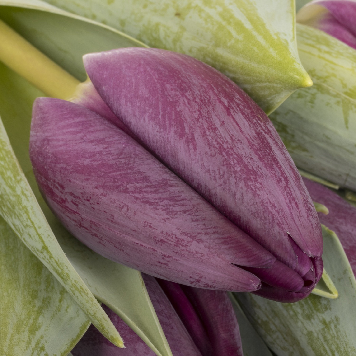 Tulpe lila Bullit 28 Gramm