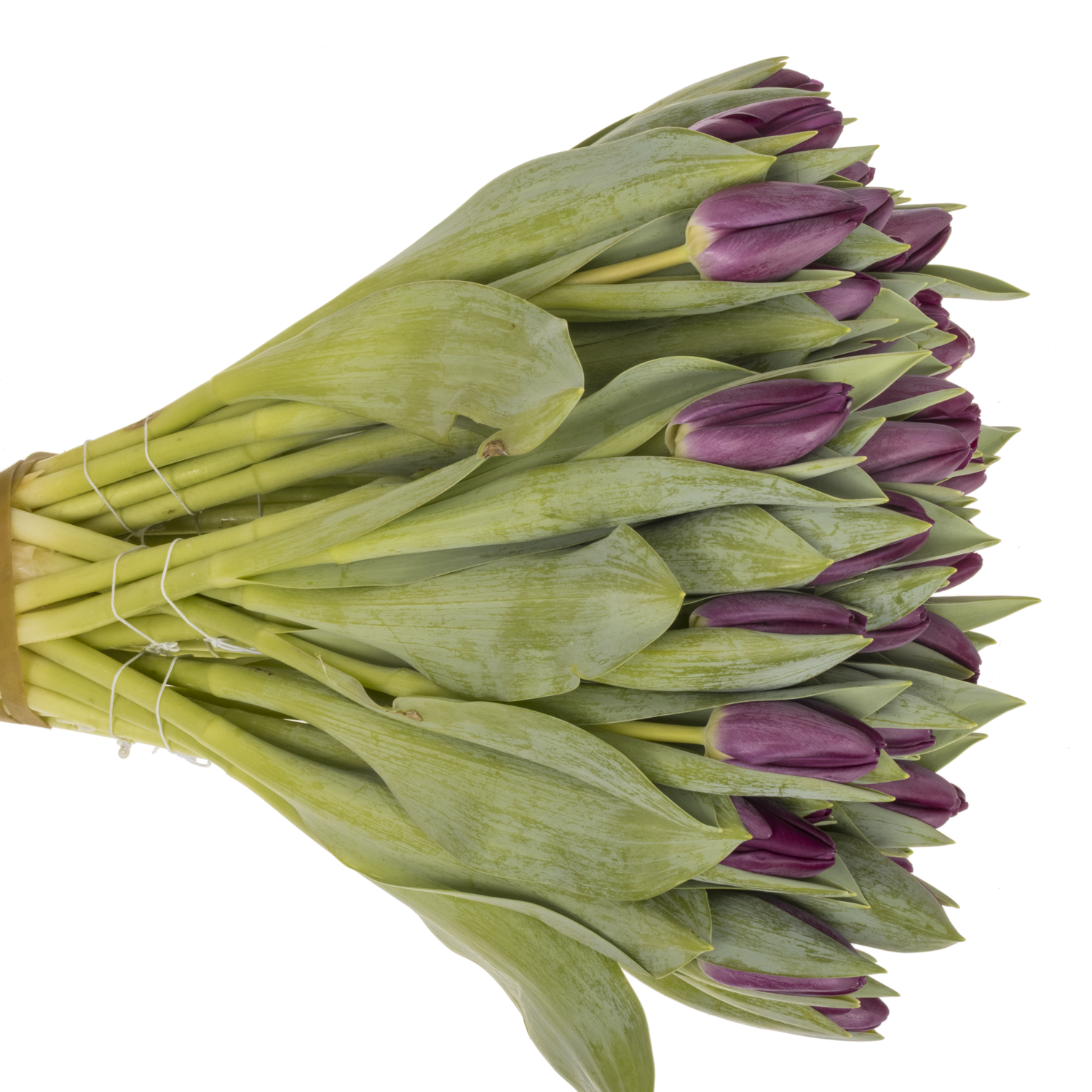 Tulpe lila Bullit 28 Gramm