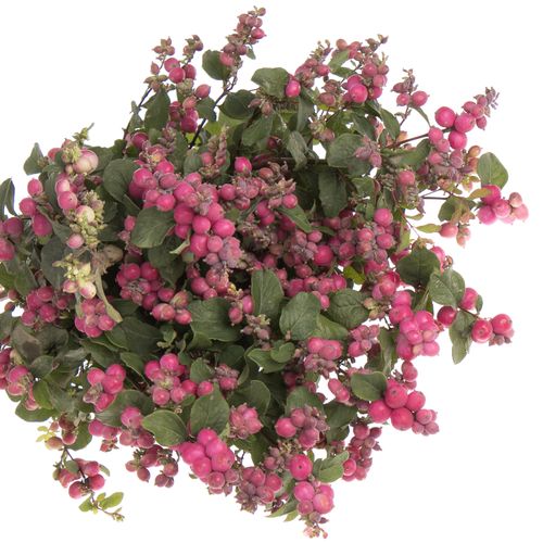 Schneebeere rosa Ruby Giant 60cm
