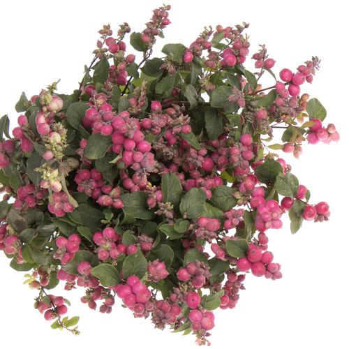 Schneebeere rosa Ruby Giant 60cm