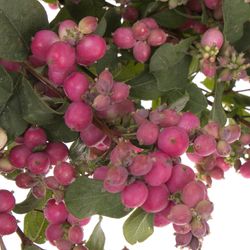 Schneebeere rosa Ruby Giant 60cm