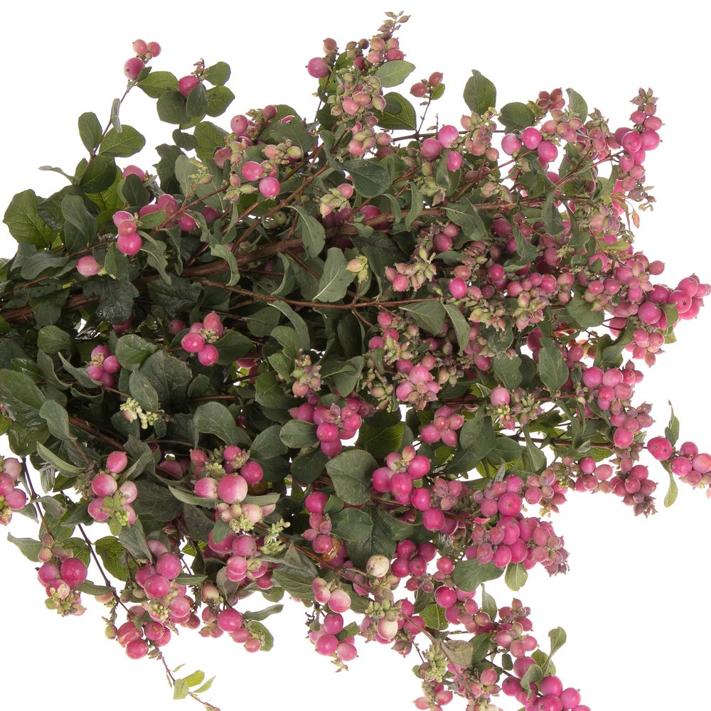 Schneebeere rosa Ruby Giant 60cm