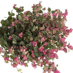 Schneebeere rosa Ruby Giant 60cm