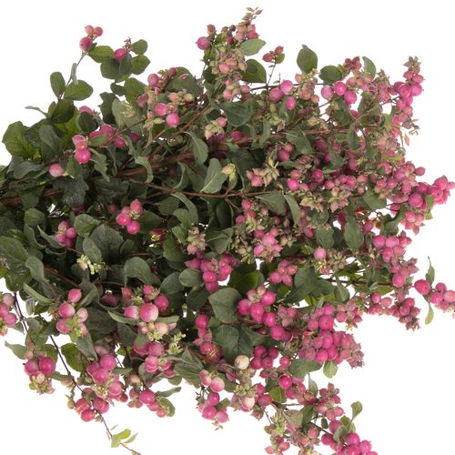 Schneebeere rosa Ruby Giant 60cm