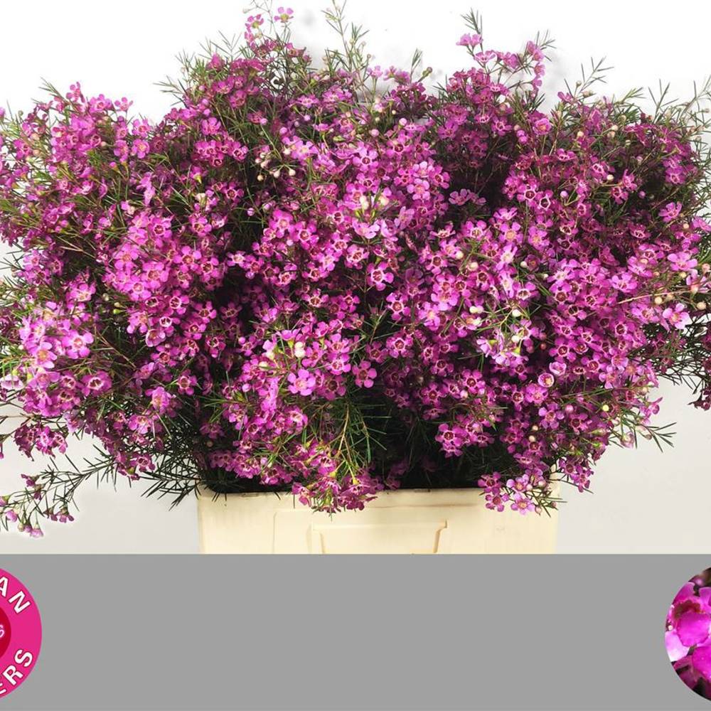 Wachsflower rosa Eden 40 Gramm 70cm