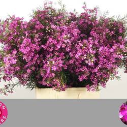 Wachsflower rosa Eden 40 Gramm 70cm